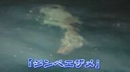 5メートルに及ぶ魚影が… 港の沖合に絶滅危惧種に指定されている世界最大の魚『ジンベエザメ』現れる 【福岡発】