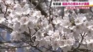 福島市・信夫山　満開の桜も結婚式を挙げた2人を祝福　去年より5日早い満開宣言　夜桜も楽しめる