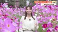 高知・越知町で150万本のコスモスが満開《コスモスまつり》　あすは2000発の花火打ち上げも