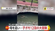 【独自】「ワンオペに勇気もらった」母追いかけ子ガモ12羽の“大冒険”　壁や道路超え…最後は高い橋から川にジャンプ　東京・足立区