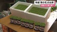 春を告げる「菜の花」出荷が最盛期　雪の被害なく品質は良好　1日6000束が関西方面へ　ほろ苦い春の味覚が食卓に　徳島市