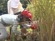慣れない鎌で慎重に…小学生が昔ながらの稲刈り体験 5月に学校近くの田んぼに植えて育ててきた“もち米”