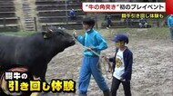 〈GW初日〉伝統・牛の角突き 初の“闘牛引き回し”体験も! 「迫力がすごかった」【新潟・長岡市】