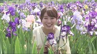 “虹の花”とも呼ばれるジャーマンアイリスが見頃 色ごとに香りが異なる【岩手・矢巾町】