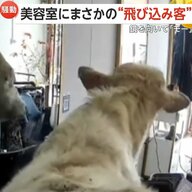 「離れて！みなさん早く！」美容室にまさかの牛が来店　頭で扉を開けイスや機材を蹴散らす“ダイナミック入店”　鏡を1分以上見つめる姿も　中国・河南省