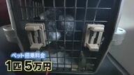 ペット同伴フライトが本格始動　「1匹5万円」に飼い主は…4つのルールも【福岡発】