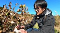 “99.999％外国産”を逆手に…綿を島根の一大産業へ　絹のような手触りの希少コットン「超長綿」を栽培、製品づくりに挑戦