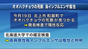 高病原性鳥インフルエンザ 陰性 オオハクチョウの死骸<岩手・北上市>