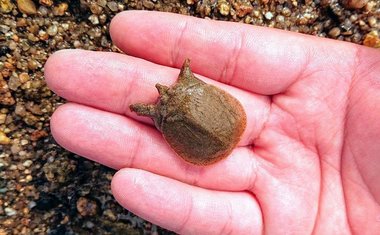 川底からスッポンの赤ちゃん発見…かわいいけどやっぱりかんだら離さない?専門家に聞いた