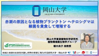 【岡山大学】赤潮の原因となる植物プランクトン ヘテロシグマは細菌を貪食して増殖する