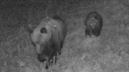 【札幌市西区にヒグマ警報】男性が公園で襲われた日から1週間で札幌市のクマ出没情報は38件 前年同期のおよそ8倍に―事故直後から警戒に当たった防除隊長が激白「ドングリが本当にない」