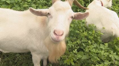 ヤギが救世主？放牧したらサル被害ゼロに　山あい集落に“癒やし”の効果も【長野発】