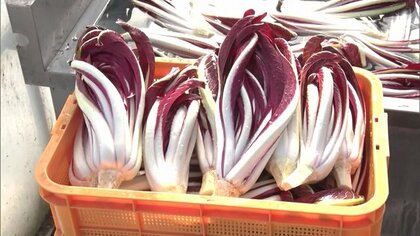 イタリア野菜の王様「タルディーボ」生産量日本一の河北町で出荷最盛期　おすすめは味噌マヨ・生ハム巻き【山形発】