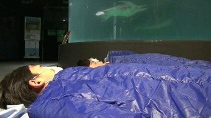 「夜もウミガメが気になる」小学生が水族館で宿泊体験　昼は川で大自然満喫【高知発】