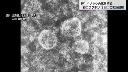 野生イノシシの豚熱感染防止へ豚熱経口ワクチンの緊急散布　