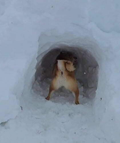 飼い主が雪に埋まったと勘違い!?全力で“救出”しようとする柴犬にホロリ…普段からの「忠犬っぷり」が愛おしい