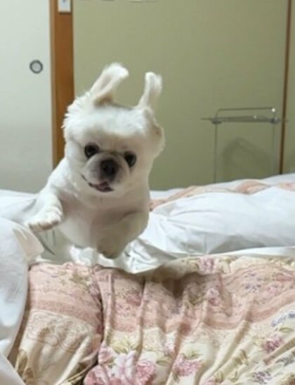 「初めての布団」に嬉しさ爆発！ゴロゴロやピョンピョンが止まらないワンコが可愛い…何が良かったのか飼い主に聞いた