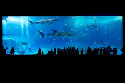 水の生物たちに癒される水族館について調べてみました!【1000人アンケート】