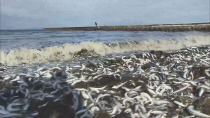海岸に大量のイワシが漂着　海水の温度低下が原因か　青森・野辺地町