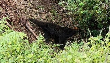 「山づたいに来てしまった」伊豆半島にクマ出没の衝撃　県は”定住”に否定的な見方　過度な心配は不要か【静岡発】