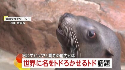 「感動しました」世界に名を“トド”ろかせる「トド」…人の動きを記憶して再現する驚きの能力明らかに　兵庫「城崎マリンワールド」