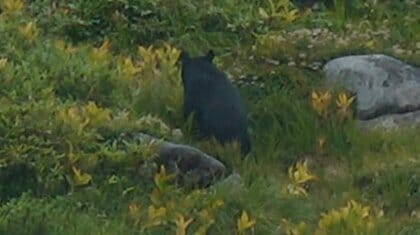 立山・室堂でクマの目撃相次ぐ、登山客に注意呼びかけ　室堂ターミナル近くまで出没、登山客が計画変更も