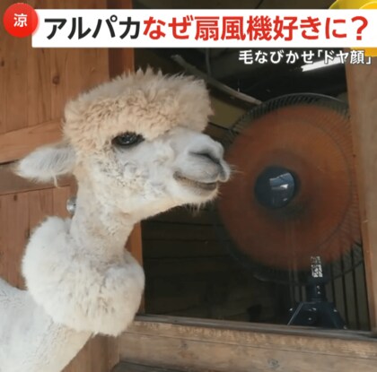 なぜ？扇風機好きのアルパカ　毛をなびかせながら“ドヤ顔”で960万回再生…今年も注目集まる　千葉・市川市