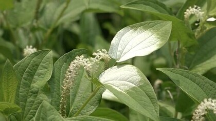 城跡に白く色づく「ハンゲショウ」の葉　全国有数の群生地でいま見頃【福井】