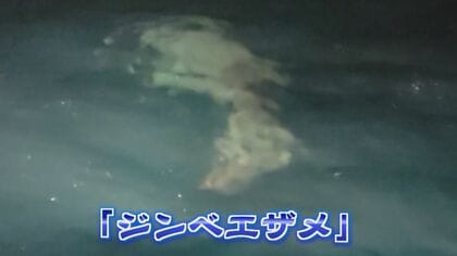 5メートルに及ぶ魚影が… 港の沖合に絶滅危惧種に指定されている世界最大の魚『ジンベエザメ』現れる 【福岡発】