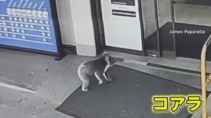コアラが来店　ビビる店員「どうすれば…」脚に飛びつきガッシリ！しがみつく