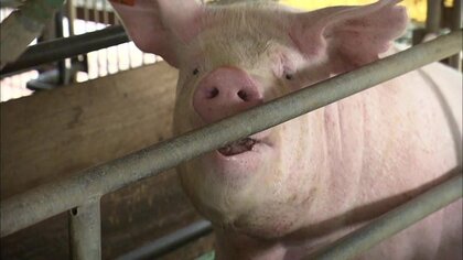 豚肉価格が半世紀ぶりの高値更新 　“全国有数の暑い養豚場”「40℃なんて想像もしていなかった」ブタも夏バテ…生産者も試行錯誤【福島発】