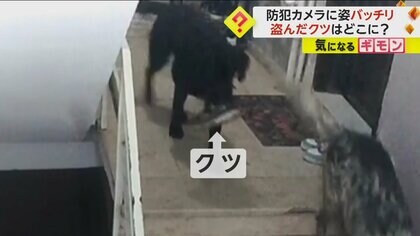防カメに映った“窃盗犯”の姿…わずか40秒の“犯行”　クツを盗んだ「2匹のイヌ」が満足そうに立ち去る　トルコ