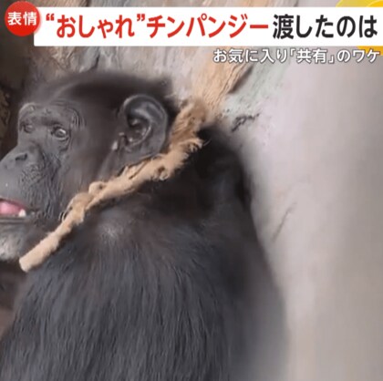 パンク町田氏「親切の押し売りかな」　メスのチンパンジー同士が「プレゼント＆それを拒否」も後日どうなった？　仙台市・八木山動物公園