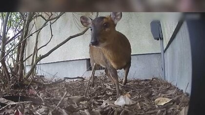 【爆発的】千葉でキョン７万頭に大繁殖　住民は農作物被害と鳴き声に悩む日々…新対策で「有害鳥獣捕獲協力隊」募集