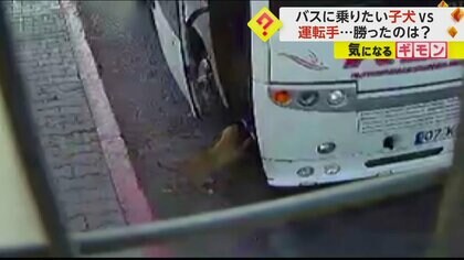 バスに乗りたい子犬vs運転手　乗り込んでは降ろし…発車できず　愛らしい“戦い”に勝利したのは子犬だった　トルコ