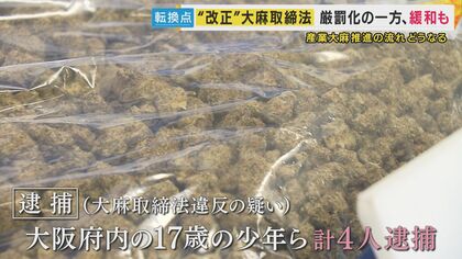 中国で進化する『大麻ビジネス』超巨大「大麻農場」に潜入 アヘン戦争