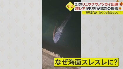 超レア】“幻の深海魚”リュウグウノツカイが漁港に出現 「でっかい