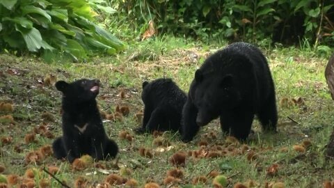 クマ出没2万792件で過去最多ペース…去年同時期の1万5832件を大きく上回る　2025年度クマ被害で過去最多12人死亡