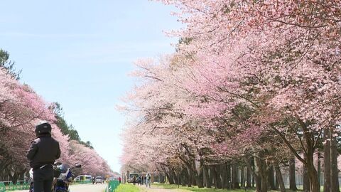 【老朽化サクラを守れ！】大正初期に整備した新ひだか町「二十間道路桜並木」も幹が空洞化しギシギシー保全費用かさむ中でビールメーカーが各地に寄付金「日本の風物詩に恩返しをしたい」