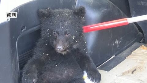 子グマを市の職員が網で捕獲　駅から約100mのやぶで発見　麻酔銃で眠らせ山の中で放獣へ　体長約50cm　長野・大町市