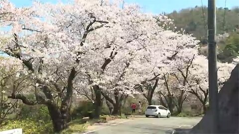 桜のトンネルを車窓から ドライブで楽しめる桜スポット 島根発