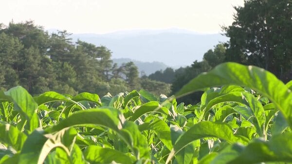 葉タバコ」3代にわたり栽培の農家で収穫が最盛期 かつては生産全国5位だった岡山県…残る農家はわずか2軒｜FNNプライムオンライン