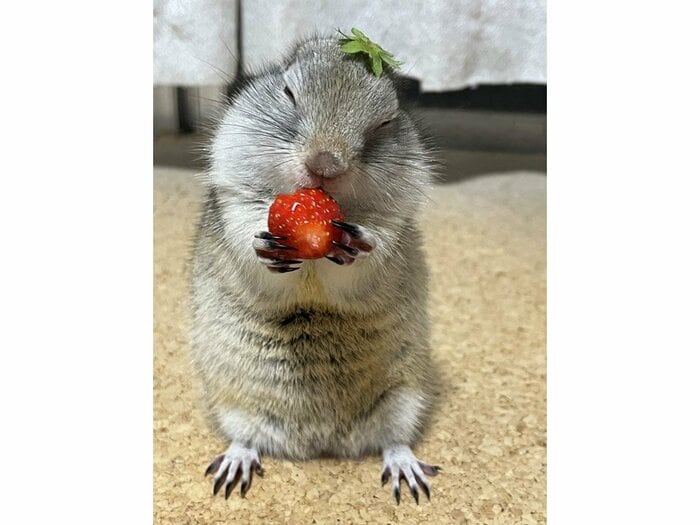 うっとり食べます