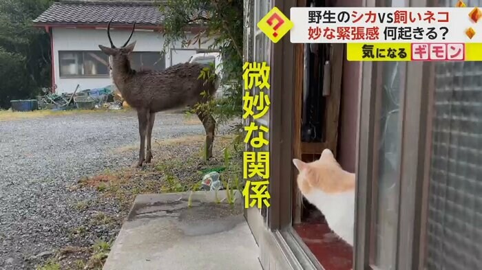 (FNN投稿サイト「ビデオPost」)