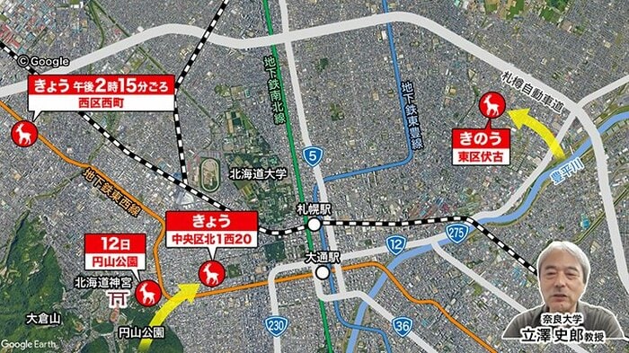札幌市内で目撃されたシカ