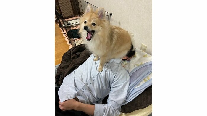 旦那さんの顔の上で悠々とあくび