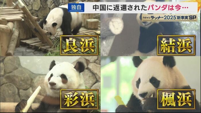 返還された4頭のパンダ