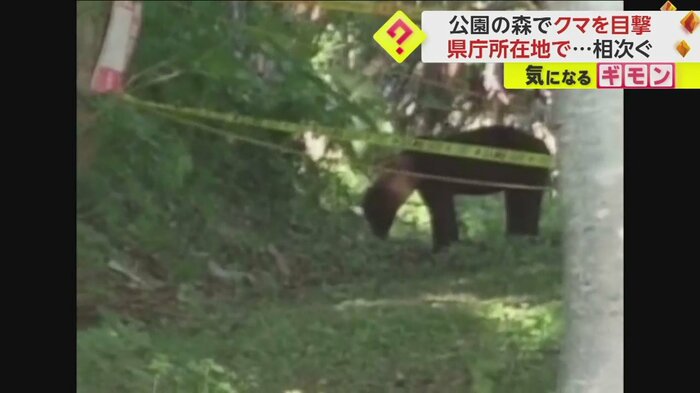 規制線のすぐ近くで何かを探しているクマ(FNN投稿サイト「ビデオPost」)