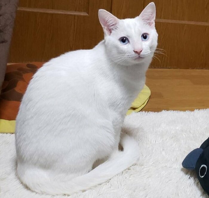 白い毛に青い目が素敵なテトくん
