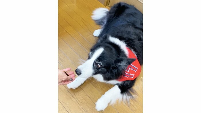 「うなぎサクサクくん」は大型犬用